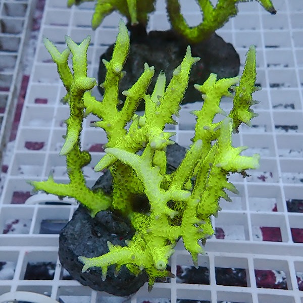 【サンゴ現物8】トゲサンゴ ブリード! 15時までのご注文で当日発送【ミドリイシ】(t214