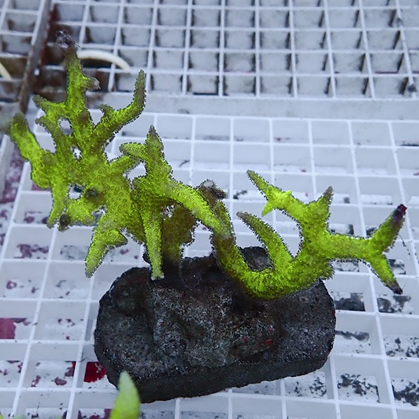 【サンゴ現物9】トゲサンゴ ブリード! 15時までのご注文で当日発送【ミドリイシ】(t214