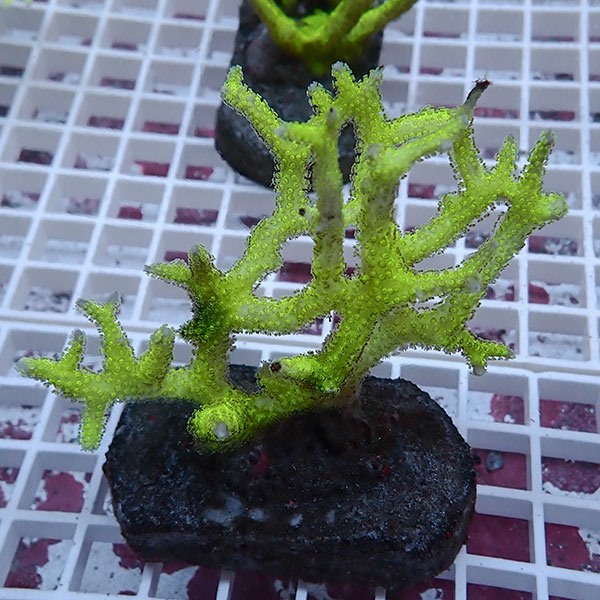 【サンゴ現物10】トゲサンゴ ブリード! 15時までのご注文で当日発送【ミドリイシ】(t214