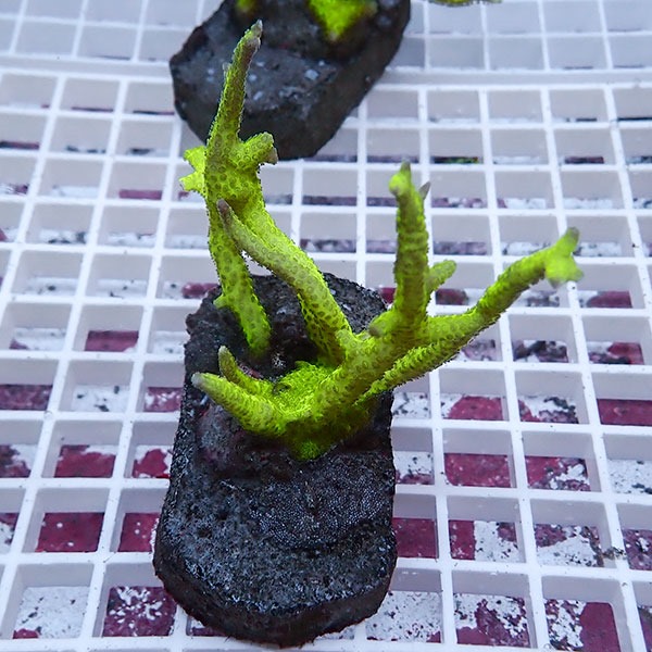 【サンゴ現物11】トゲサンゴ ブリード! 15時までのご注文で当日発送【ミドリイシ】(t214