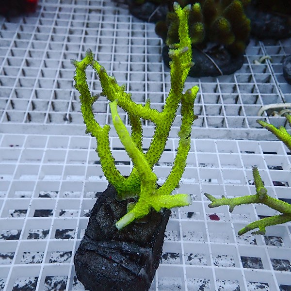 【サンゴ現物13】トゲサンゴ ブリード! 15時までのご注文で当日発送【ミドリイシ】(t214