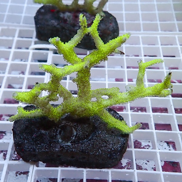 【サンゴ現物15】トゲサンゴ ブリード! 15時までのご注文で当日発送【ミドリイシ】(t214