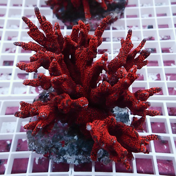 【サンゴ現物9】エダコモンサンゴブリード ! 15時までのご注文で当日発送【コモンサンゴ】(t214