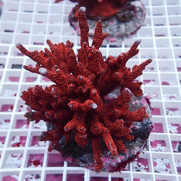 【サンゴ現物10】エダコモンサンゴブリード ! 15時までのご注文で当日発送【コモンサンゴ】(t214