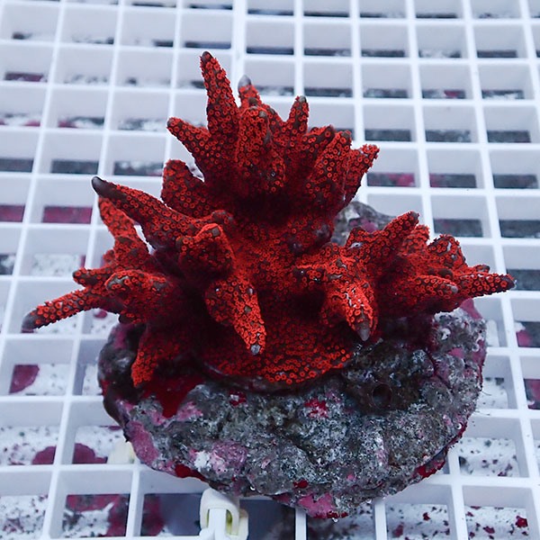 【サンゴ現物11】エダコモンサンゴブリード ! 15時までのご注文で当日発送【コモンサンゴ】(t214