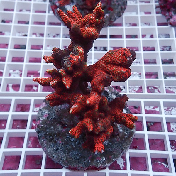 【サンゴ現物12】エダコモンサンゴブリード ! 15時までのご注文で当日発送【コモンサンゴ】(t214