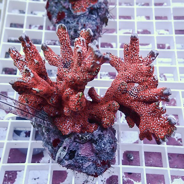 【サンゴ現物13】エダコモンサンゴブリード ! 15時までのご注文で当日発送【コモンサンゴ】(t214