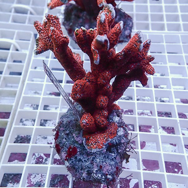 【サンゴ現物14】エダコモンサンゴブリード ! 15時までのご注文で当日発送【コモンサンゴ】(t214