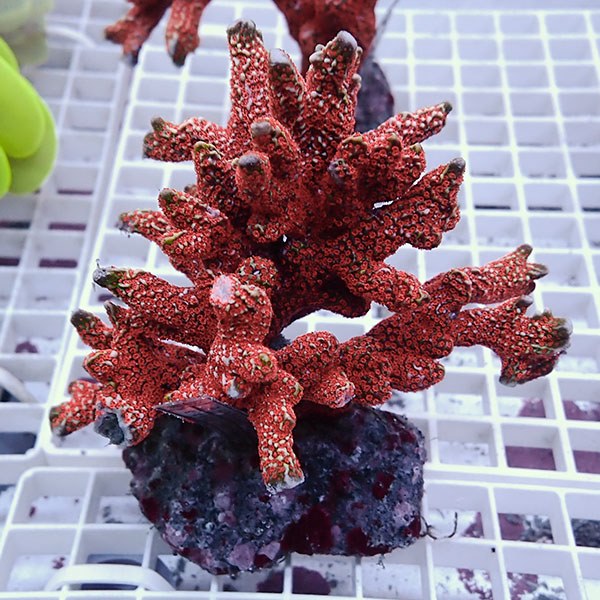 【サンゴ現物15】エダコモンサンゴブリード ! 15時までのご注文で当日発送【コモンサンゴ】(t214