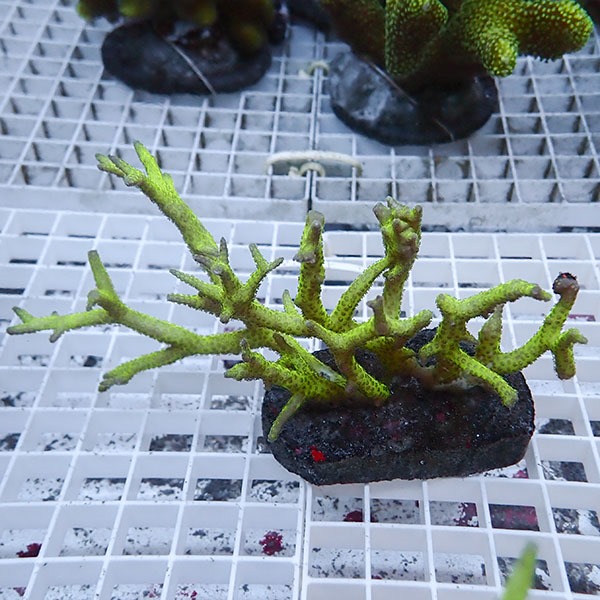 【サンゴ現物17】トゲサンゴ ブリード! 15時までのご注文で当日発送【ミドリイシ】(t214