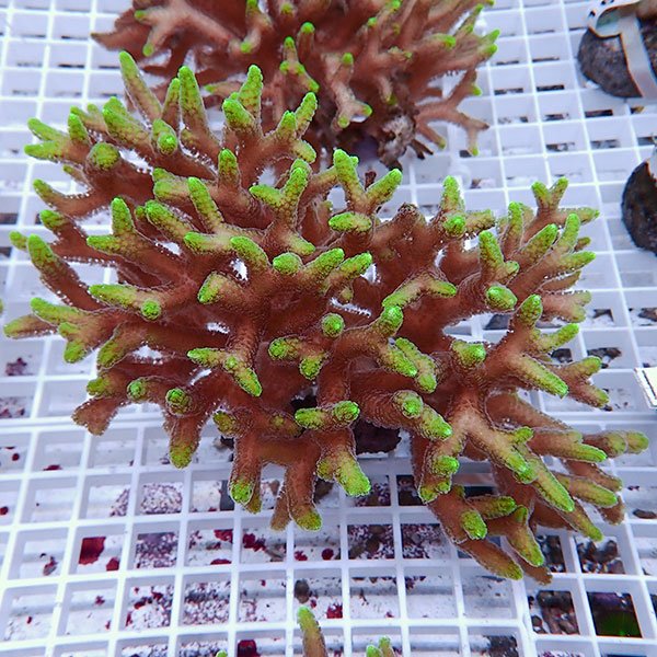 【サンゴ現物18】トゲサンゴ  ! 15時までのご注文で当日発送【ミドリイシ】(t214