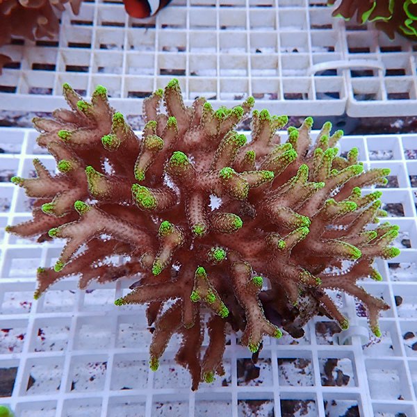 【サンゴ現物19】トゲサンゴ  ! 15時までのご注文で当日発送【ミドリイシ】(t214