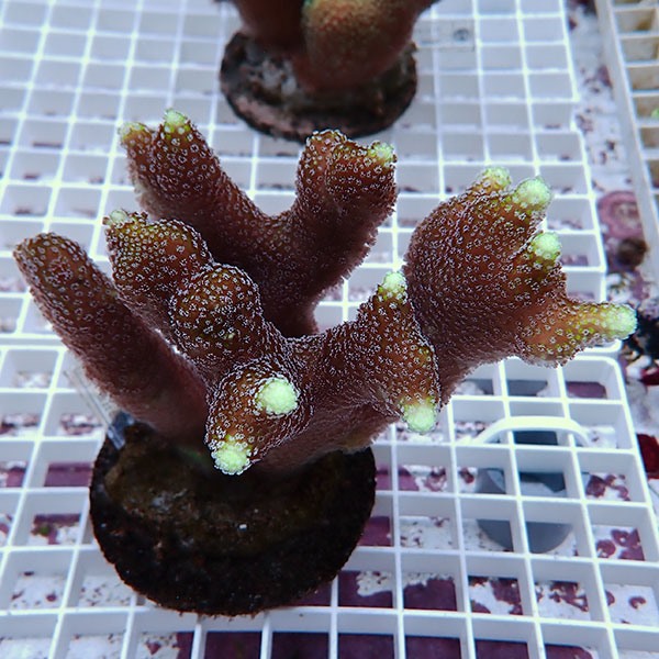 【サンゴ現物1】ショウガサンゴ ブリード ! 15時までのご注文で当日発送 【ミドリイシ】(t214