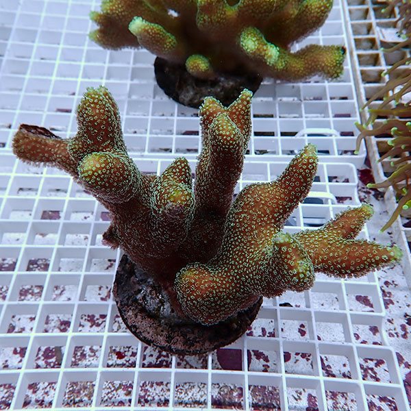 【サンゴ現物2】ショウガサンゴ ブリード ! 15時までのご注文で当日発送 【ミドリイシ】(t214