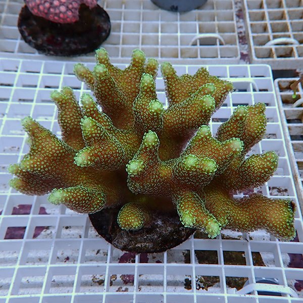 【サンゴ現物3】ショウガサンゴ ブリード ! 15時までのご注文で当日発送 【ミドリイシ】(t214