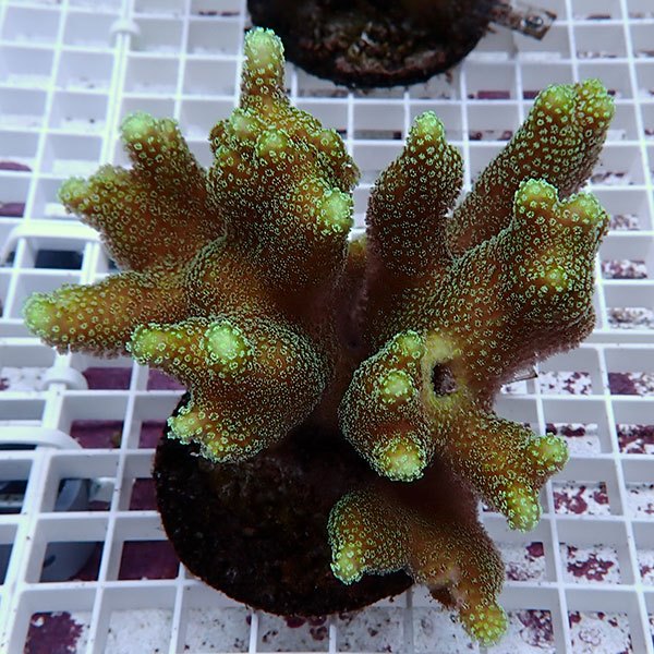 【サンゴ現物4】ショウガサンゴ ブリード ! 15時までのご注文で当日発送 【ミドリイシ】(t214