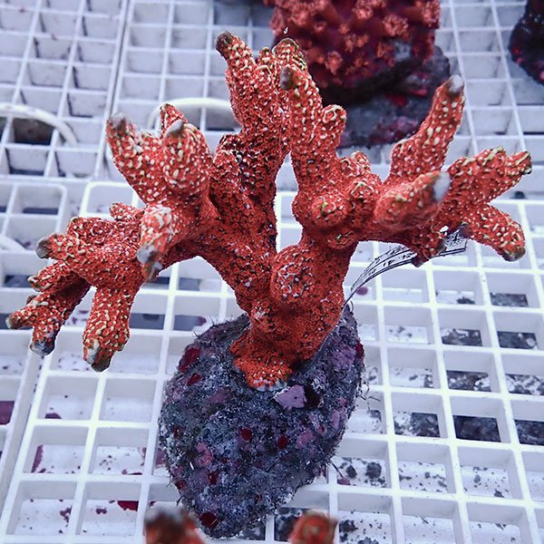 【サンゴ現物16】エダコモンサンゴブリード ! 15時までのご注文で当日発送【ミドリイシ】(t214