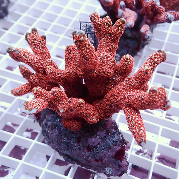 【サンゴ現物17】エダコモンサンゴブリード ! 15時までのご注文で当日発送【ミドリイシ】(t214