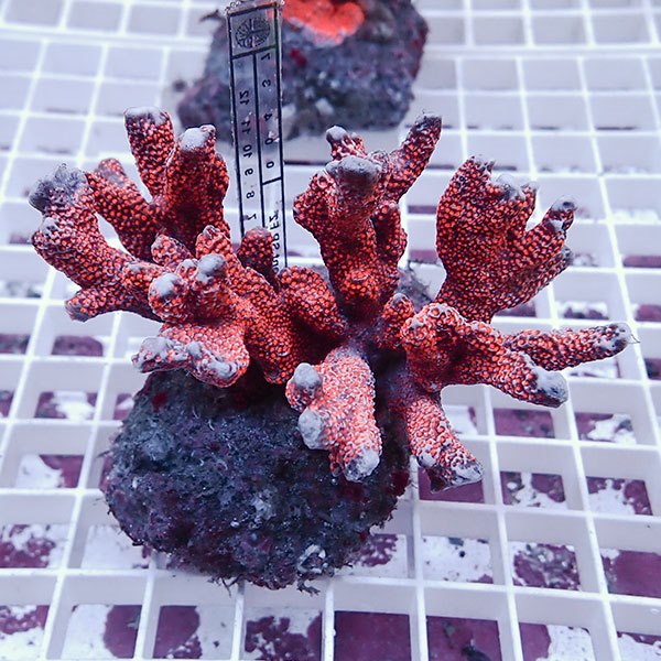 【サンゴ現物18】エダコモンサンゴブリード ! 15時までのご注文で当日発送【ミドリイシ】(t214