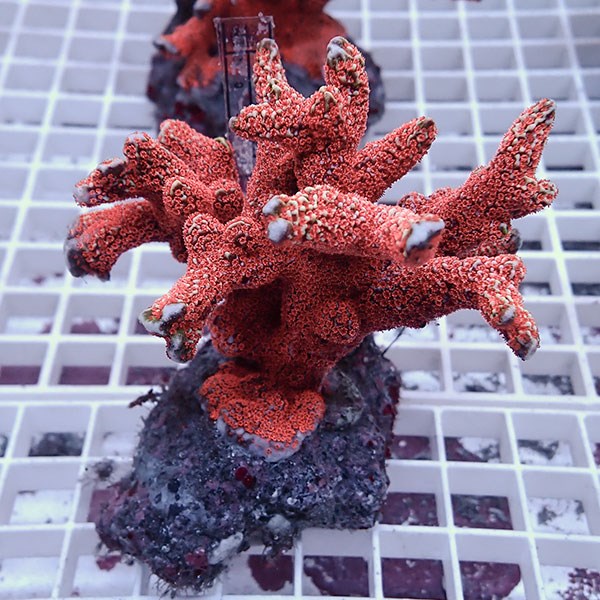 【サンゴ現物19】エダコモンサンゴブリード ! 15時までのご注文で当日発送【ミドリイシ】(t214