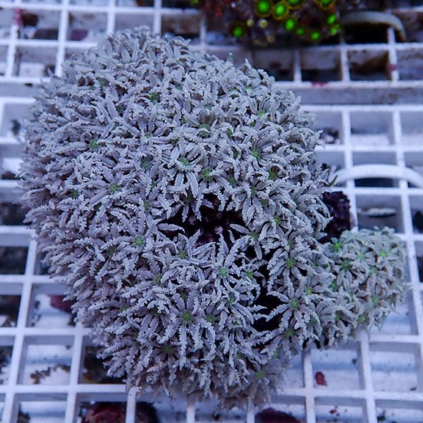 【サンゴ現物2】トンガ産クダサンゴ!15時までのご注文で当日発送(t237