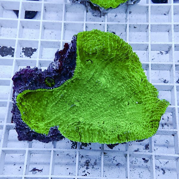 【サンゴ現物8】 キッカサンゴ!15時までのご注文で当日発送 【サンゴ】(t224