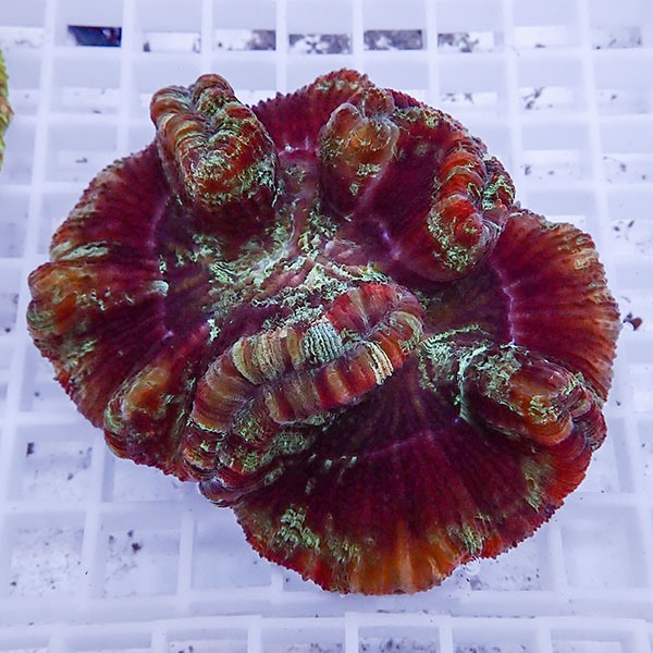 【サンゴ現物17】ブレインコーラル! 15時までのご注文で当日発送 【サンゴ】(t133