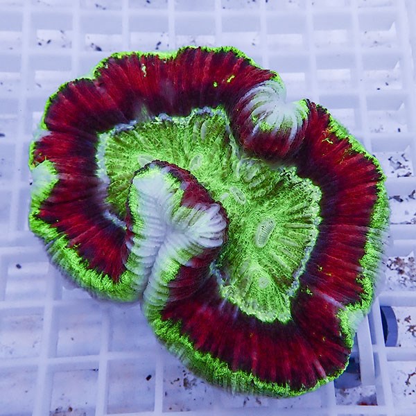 【サンゴ現物18】ブレインコーラル! 15時までのご注文で当日発送 【サンゴ】(t133