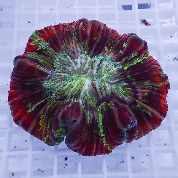 【サンゴ現物19】ブレインコーラル! 15時までのご注文で当日発送 【サンゴ】(t133