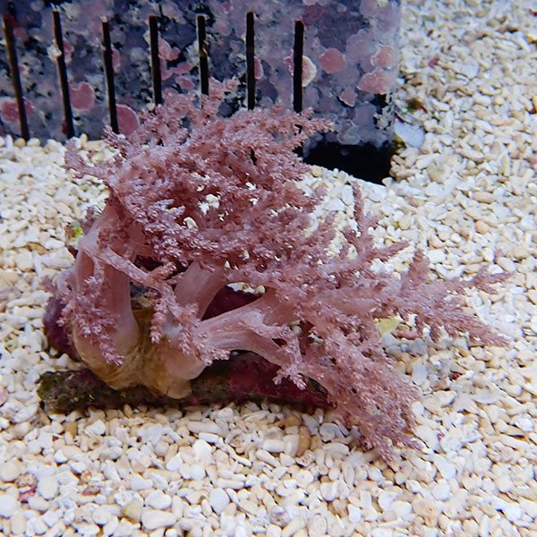 【サンゴ現物7】チヂミトサカ 10-9cm 沖縄産!15時までのご注文で当日発送 【サンゴ】(t145