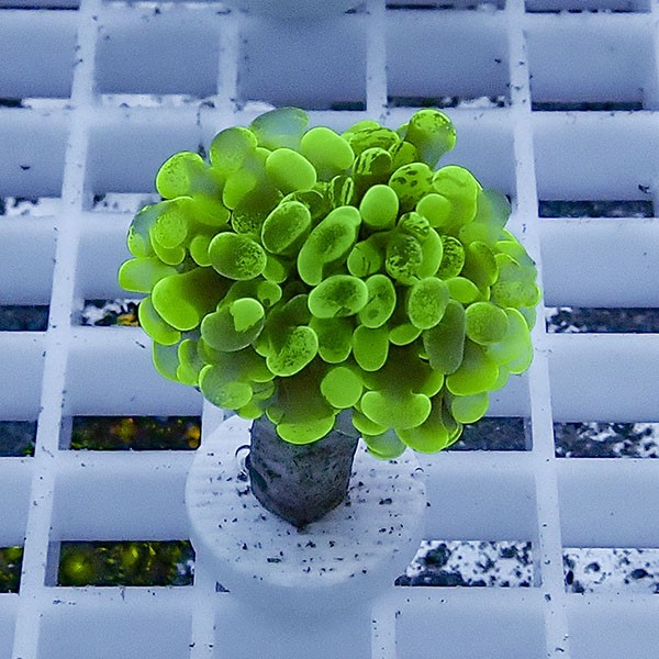 【サンゴ現物76】ナガレハナサンゴ フラグ!15時までのご注文で当日発送 【サンゴ】(t136