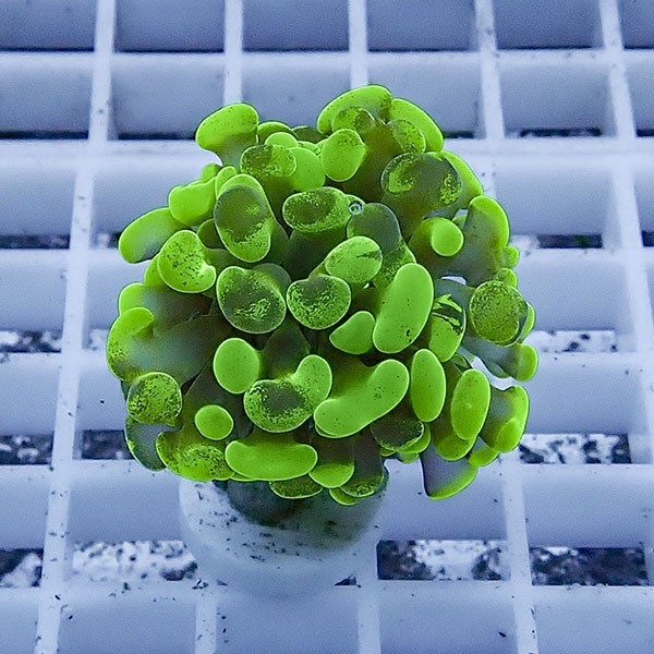 【サンゴ現物77】ナガレハナサンゴ フラグ!15時までのご注文で当日発送 【サンゴ】(t136