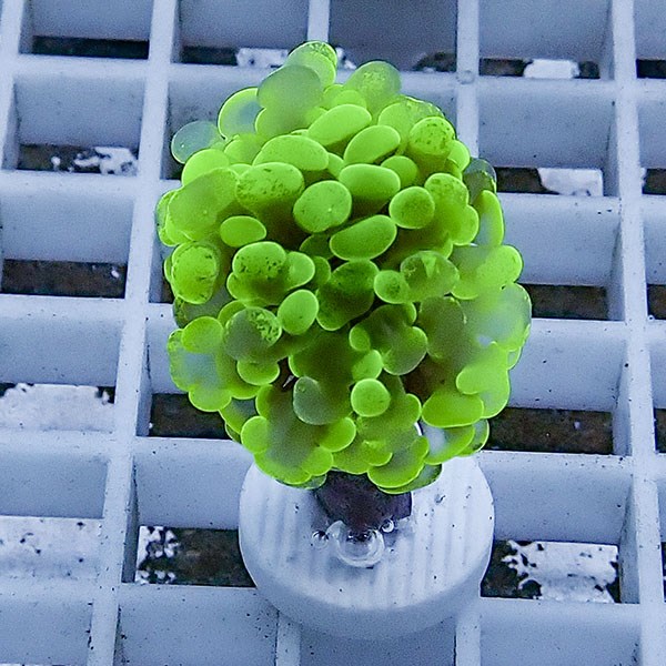 【サンゴ現物78】ナガレハナサンゴ フラグ!15時までのご注文で当日発送 【サンゴ】(t136