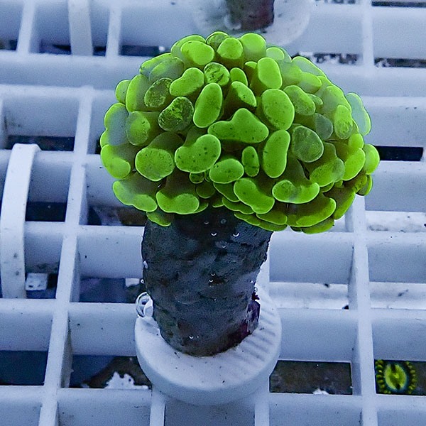 【サンゴ現物79】ナガレハナサンゴ フラグ15時までのご注文で当日発送 【サンゴ】(t136