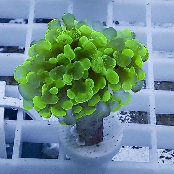 【サンゴ現物80】ナガレハナサンゴ フラグ!15時までのご注文で当日発送 【サンゴ】(t136