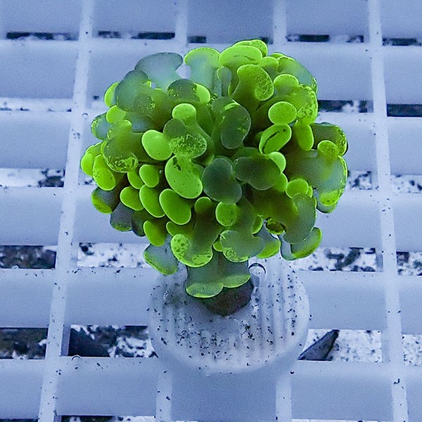 【サンゴ現物81】ナガレハナサンゴ フラグ!15時までのご注文で当日発送 【サンゴ】(t136