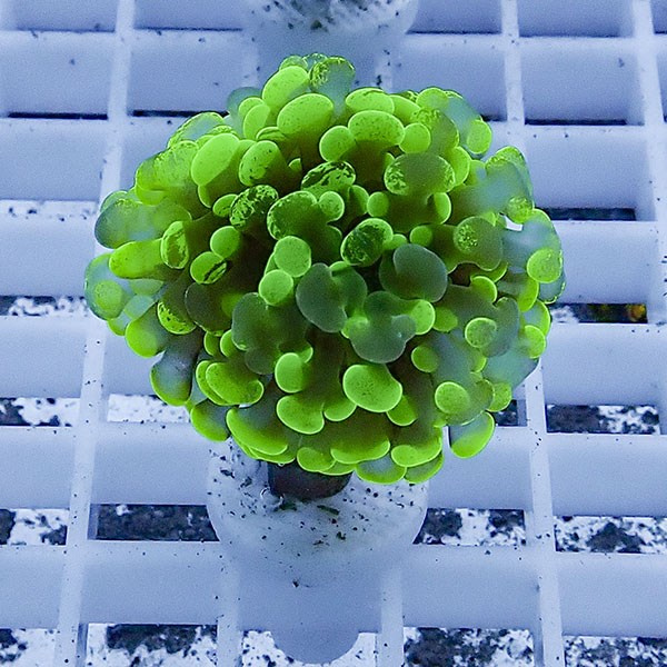 【サンゴ現物82】ナガレハナサンゴ フラグ!15時までのご注文で当日発送 【サンゴ】(t136