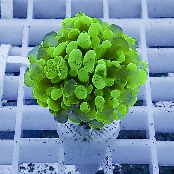 【サンゴ現物83】ナガレハナサンゴ フラグ!15時までのご注文で当日発送 【サンゴ】(t136