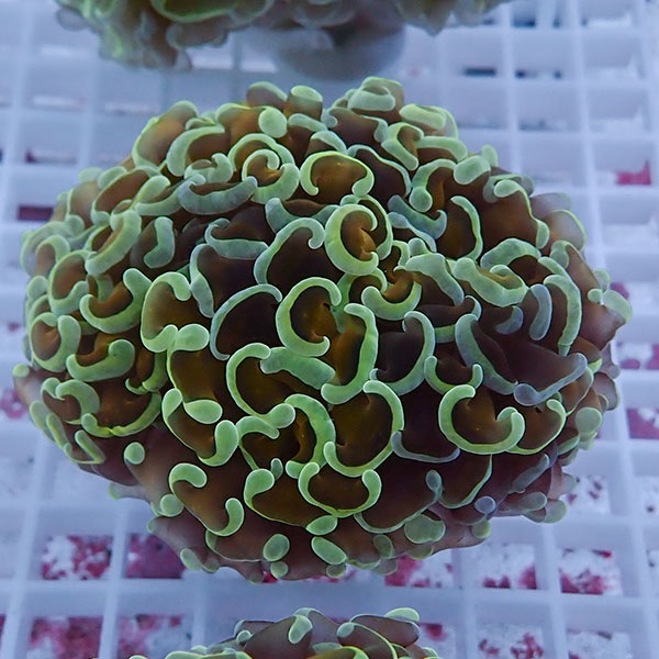 【サンゴ現物84】ナガレハナサンゴ!15時までのご注文で当日発送 【サンゴ】(t136