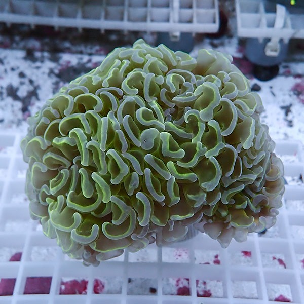 【サンゴ現物85】ナガレハナサンゴ!15時までのご注文で当日発送 【サンゴ】(t136
