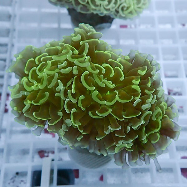 【サンゴ現物86】ナガレハナサンゴ!15時までのご注文で当日発送 【サンゴ】(t136