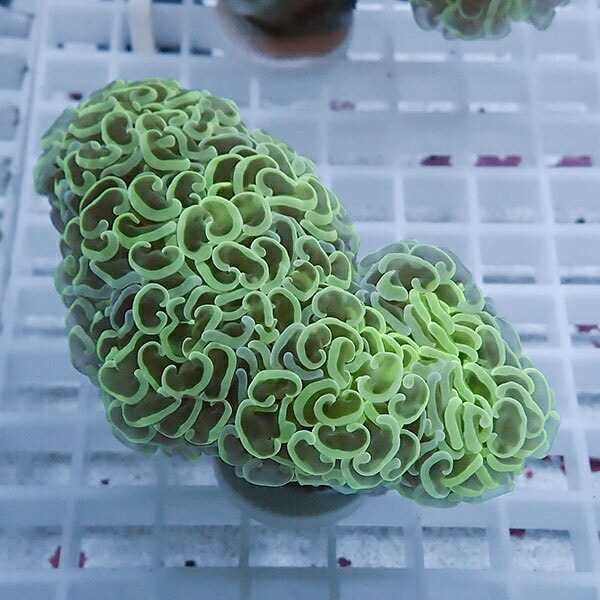 【サンゴ現物87】ナガレハナサンゴ!15時までのご注文で当日発送 【サンゴ】(t136