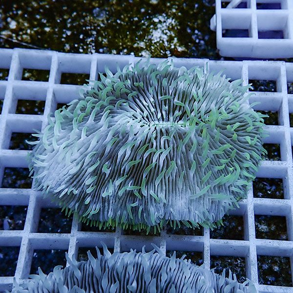 【サンゴ現物12】クサビライシ !15時までのご注文で当日発送 【サンゴ】(t222