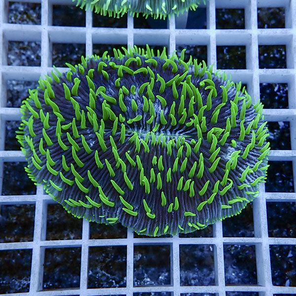 【サンゴ現物13】クサビライシ !15時までのご注文で当日発送 【サンゴ】(t222