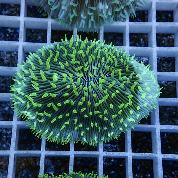 【サンゴ現物14】クサビライシ !15時までのご注文で当日発送 【サンゴ】(t222