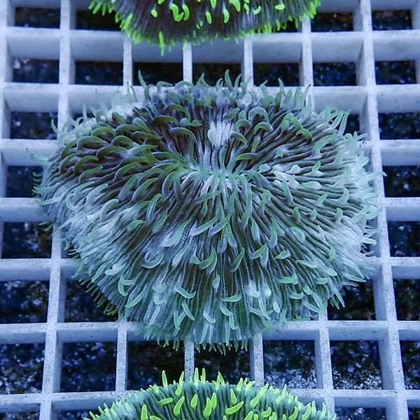 【サンゴ現物15】クサビライシ !15時までのご注文で当日発送 【サンゴ】(t222