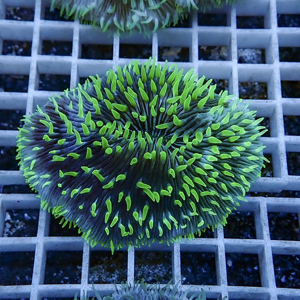 【サンゴ現物16】クサビライシ !15時までのご注文で当日発送 【サンゴ】(t222