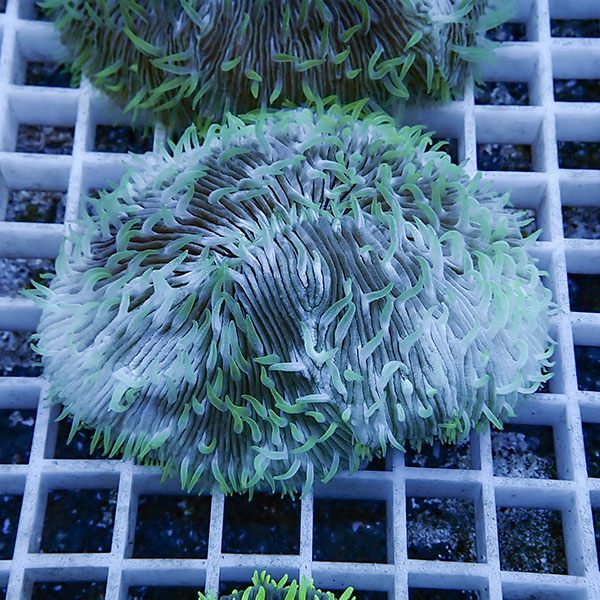 【サンゴ現物17】クサビライシ !15時までのご注文で当日発送 【サンゴ】(t222