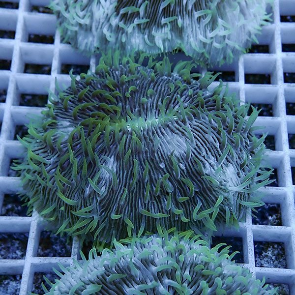 【サンゴ現物18】クサビライシ !15時までのご注文で当日発送 【サンゴ】(t222