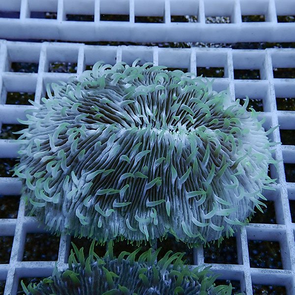 【サンゴ現物19】クサビライシ !15時までのご注文で当日発送 【サンゴ】(t222